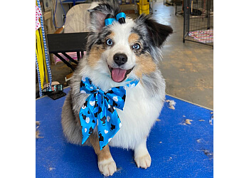 Great Dog Grooming Waco of the decade Learn more here 