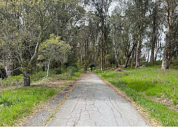 Berkeley Hiking Trails Tilden Nature Area