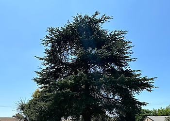 Fontana Tree Services Timber Pros Tree Service