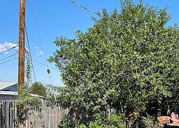 Fontana Tree Services Timber Pros Tree Service