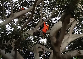 Inglewood Tree Services Timberland Tree Company, Inc.