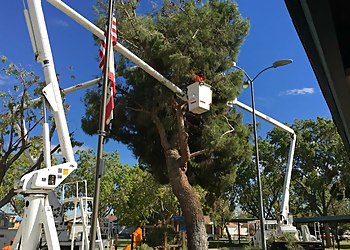 Lancaster Tree Services Tip Top Arborists