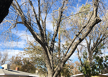Lancaster Tree Services Tip Top Arborists