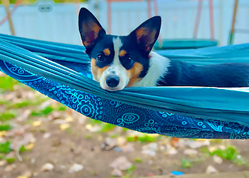 Tip Top K9 - Tampa, FL Dog Training - Service Highlights