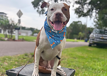 Tip Top K9 - Tampa, FL Dog Training - Business Gallery Image