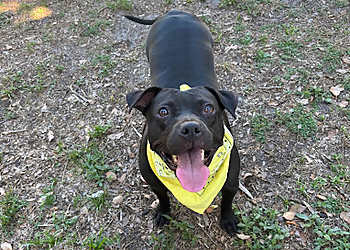 Tip Top K9 Tip Top K9 - Tampa, FL Dog Training - Service Image