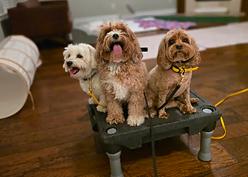 Tip Top K9 Dog Training Carrollton - Carrollton, TX Dog Training - Service Highlights