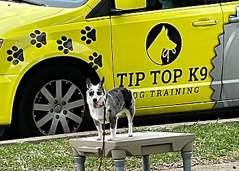 Tip Top K9 Dog Training Carrollton - Carrollton, TX Dog Training - Business Gallery Image