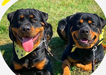 Chandler Dog Training Tip Top K9 Gilbert Dog Training