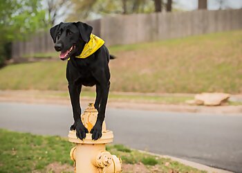 Mesa Dog Training Tip Top K9 Gilbert Dog Training