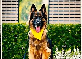 Arlington Dog Training Tip Top K9 Southlake Dog Training