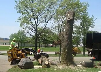 Springfield Tree Services To The Top Tree Service