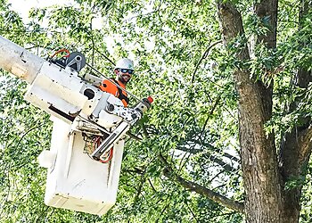 Springfield Tree Services To The Top Tree Service