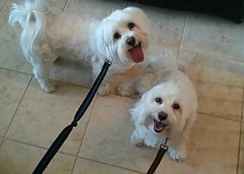 Fresno Dog Walkers Toby's Pet Care