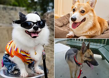 Fresno Dog Walkers Toby's Pet Care