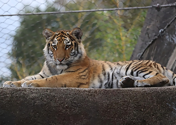 Toledo Places To See Toledo Zoo