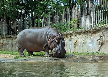 Toledo Places To See Toledo Zoo