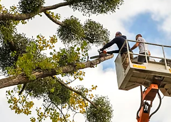 Garden Grove Tree Services Tom's Tree Service