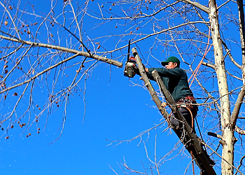 Tom's Tree Service Garden Grove Tree Services image 1