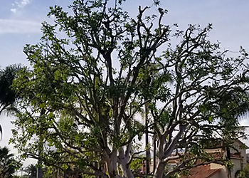 Orange Tree Services Tony's BC Tree Services