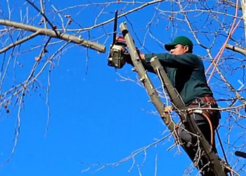 Columbia Tree Services Top Cut Tree Service