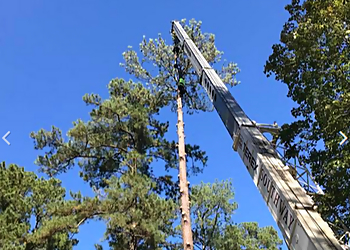 Columbia Tree Services Top Cut Tree Service