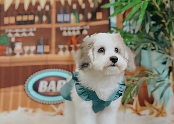 Brownsville Pet Grooming Top Dog Grooming