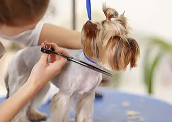 Mesa Pet Grooming Top Dog Grooming