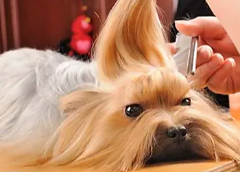 Mesa Pet Grooming Top Dog Grooming