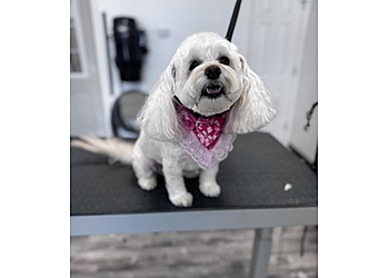 Savannah Pet Grooming Top Dog Grooming Spa