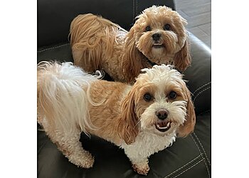 Top Dog Pet Sitters, LLC McKinney Dog Walkers image 1