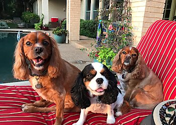 Fort Worth Dog Walkers Top Dog Pet Sitting And Dog Walking Service