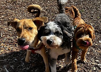 San Francisco Dog Walkers Top Dog SF