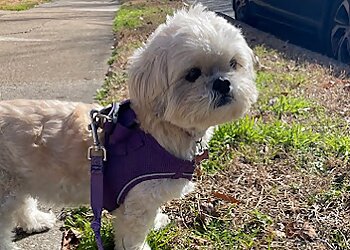 Norfolk Dog Walkers Top Dog Walk