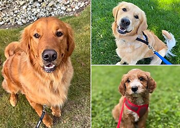 Norfolk Dog Walkers Top Dog Walk