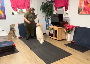 Top Dog of New Orleans - New Orleans, LA Dog Training - Professional Highlights