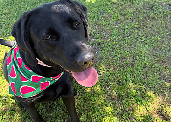Top Dog of New Orleans - New Orleans, LA Dog Training - Sample Image