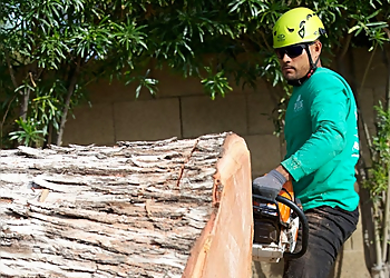 Mesa Tree Services Top Leaf Tree Service