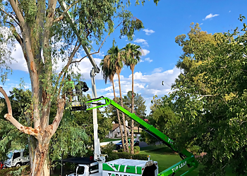 Mesa Tree Services Top Leaf Tree Service