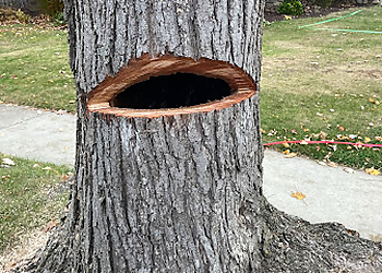 Lansing Tree Services Top Notch Tree Care