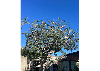 Top Notch Tree Services - Pasadena, CA Tree Services - Service Image