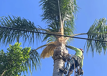 Top Notch Tree Services Top Notch Tree Services - Pasadena, CA Tree Services - Outdoor Work Image