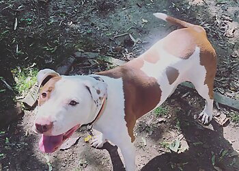 Philadelphia Dog Walkers Top Tails Dog Walking & Cat Sitting