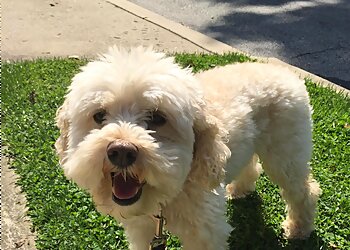 Philadelphia Dog Walkers Top Tails Dog Walking & Cat Sitting