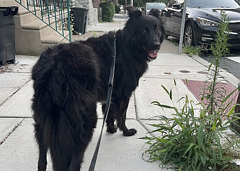Top Tails Dog Walking & Pet Sitting Philadelphia Dog Walkers