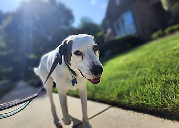 Greensboro Dog Walkers Top Tails of Greensboro LLC