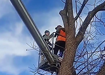 Amarillo Tree Services Tope's Tree Trimming & Landscaping