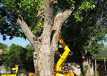 Amarillo Tree Services Tope's Tree Trimming & Landscaping