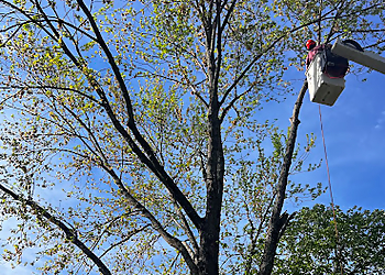 Kansas City Tree Services Tornado lawn and tree services