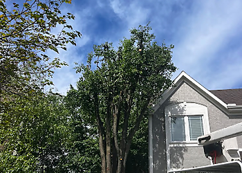 Kansas City Tree Services Tornado lawn and tree services